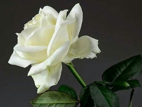 18 Rosas Blancas
