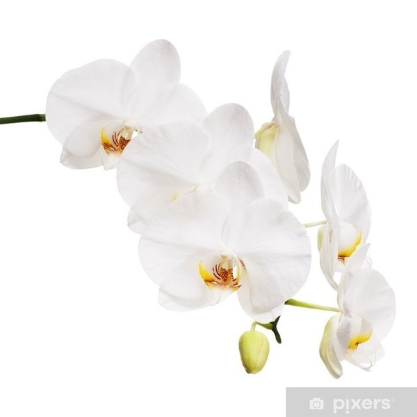 Phalaenopsis Blanca 2 Tallos