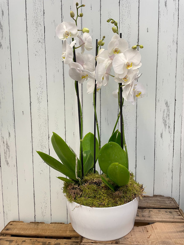 Centro de Orquídeas Blanco