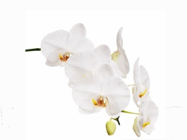 Centro de Orquídeas Blanco
