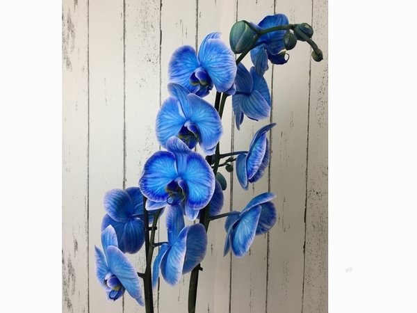Orquídea Azul Rareza