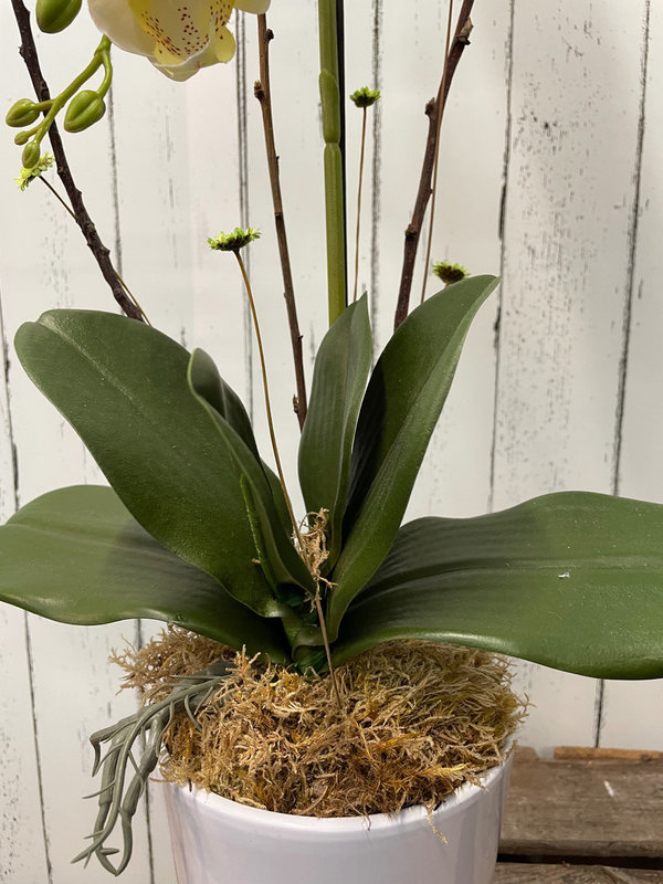 Orquídea individual