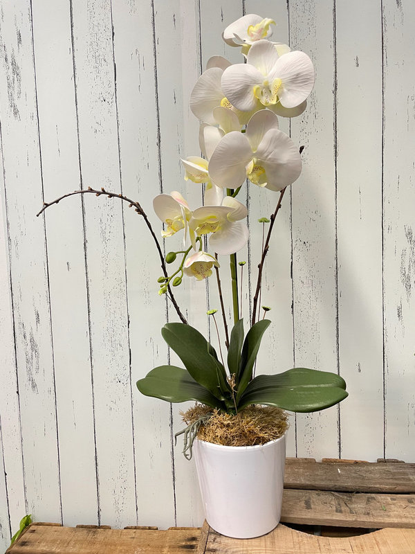 Orquídea individual